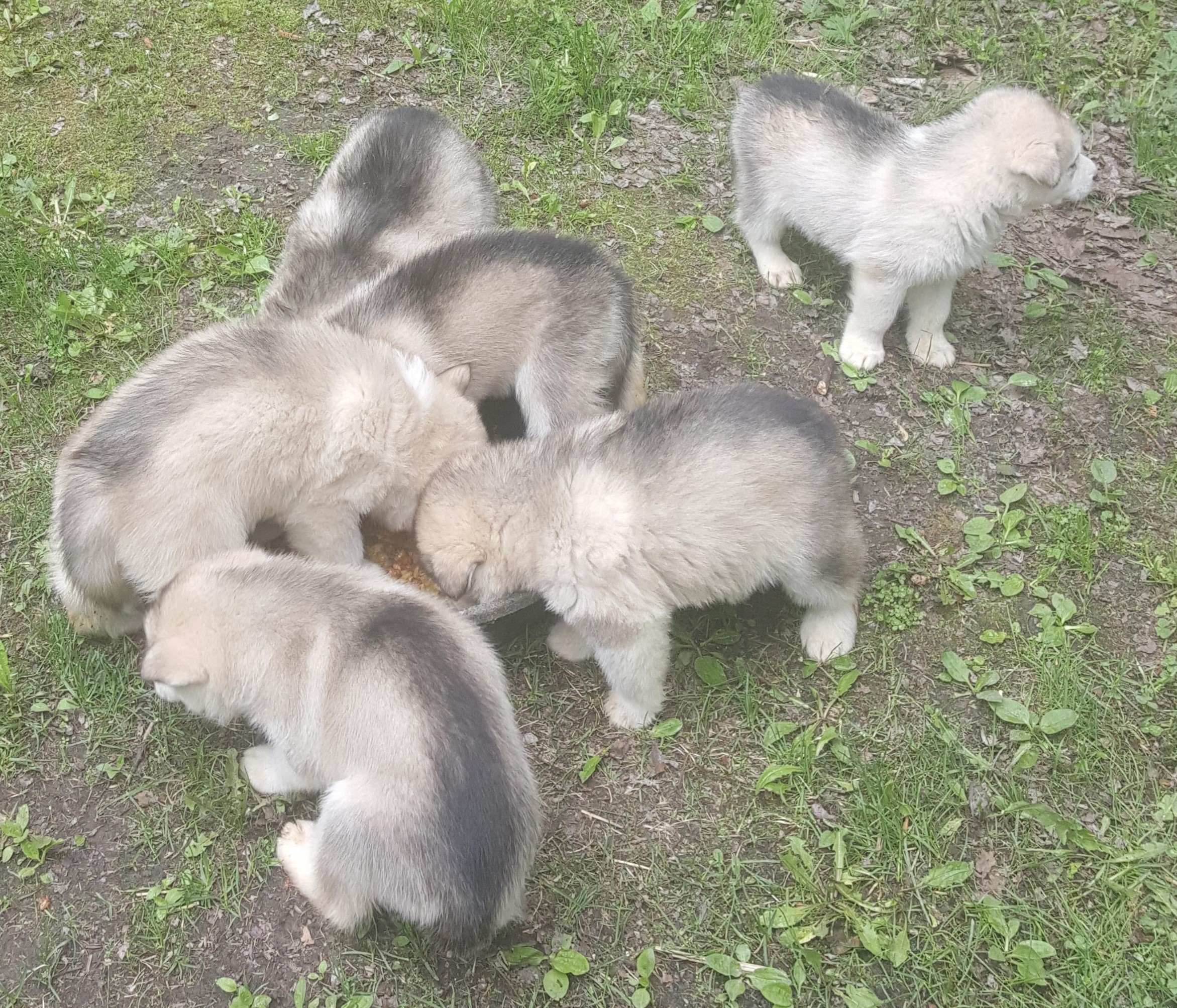 Malamute Puppies eating