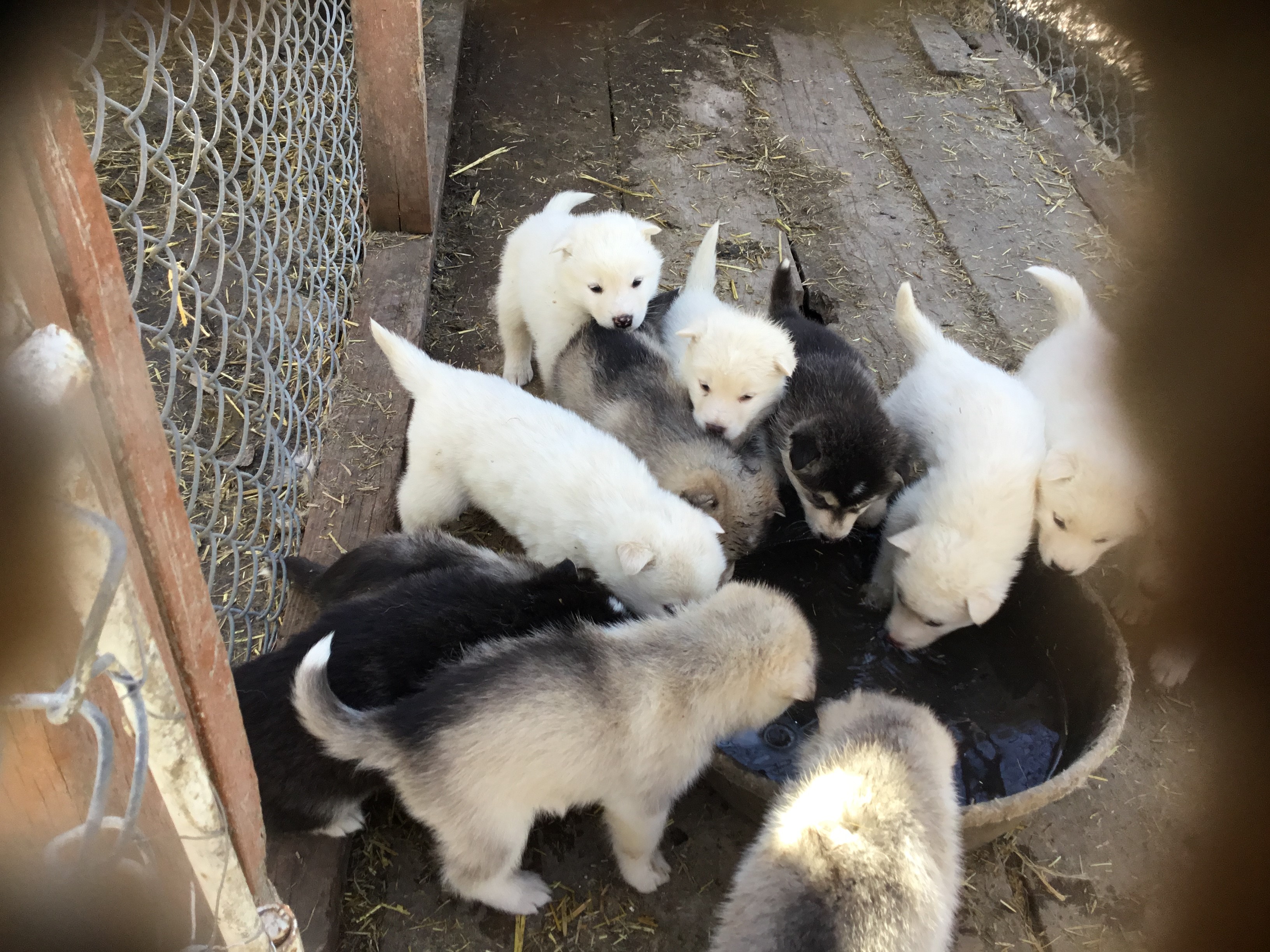 Malamute Puppies at 4 weeks
