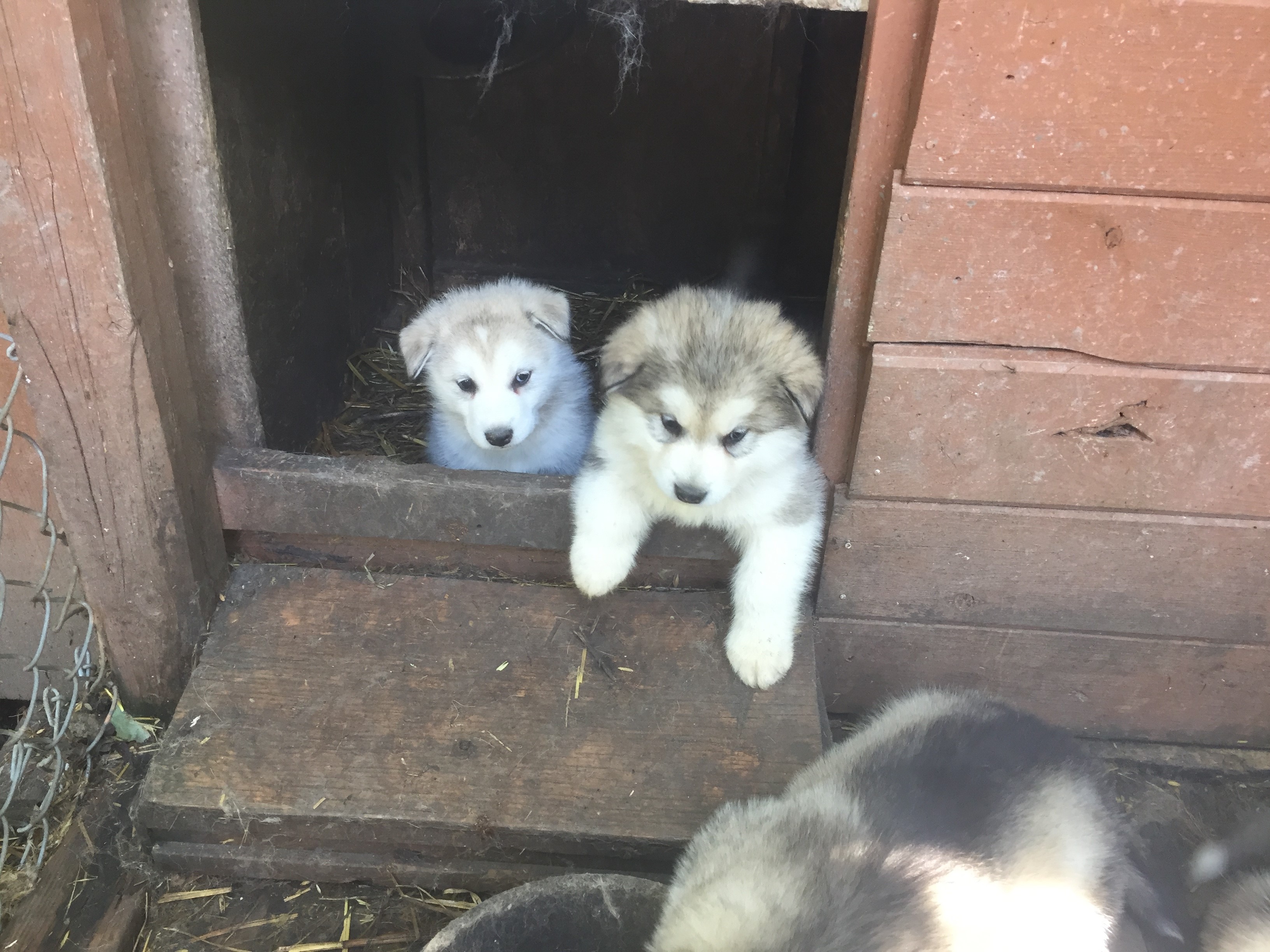 Malamute Puppiesgetting out of Doorway