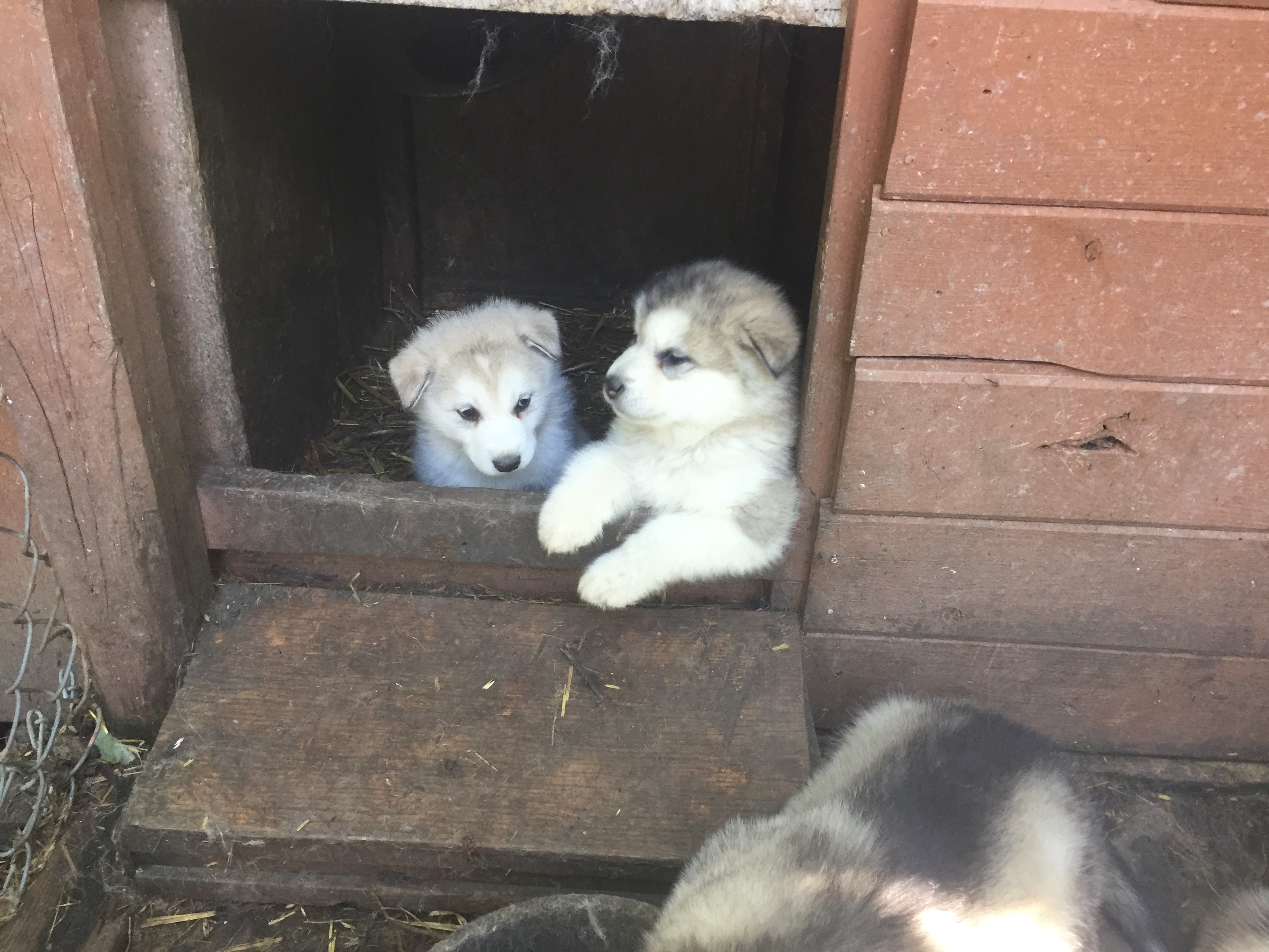Malamute Puppies Resting in Doorway