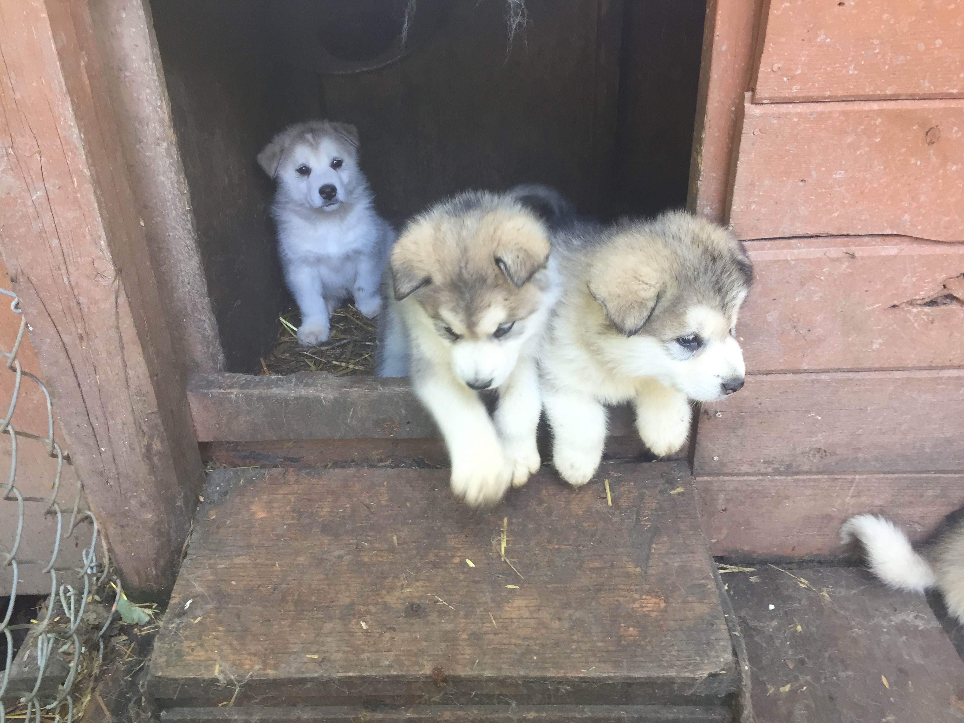 Malamute Puppies getting out of Doorway