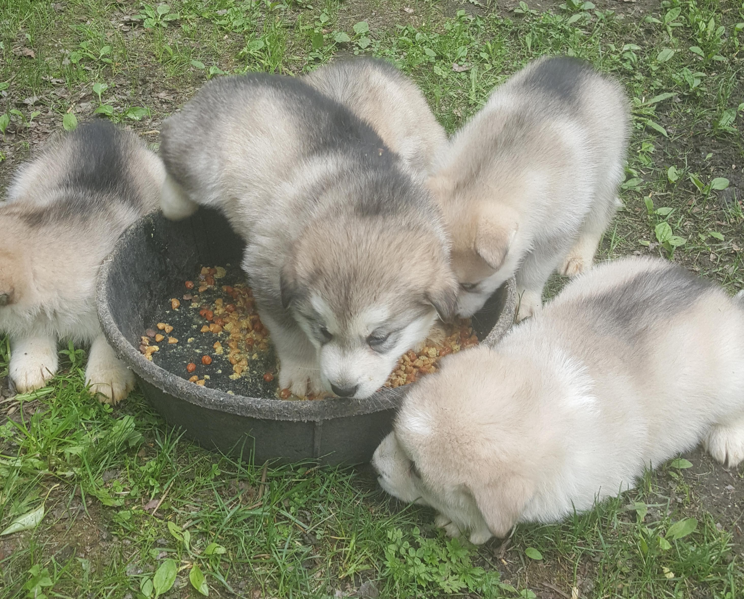 Malamute Puppies eating