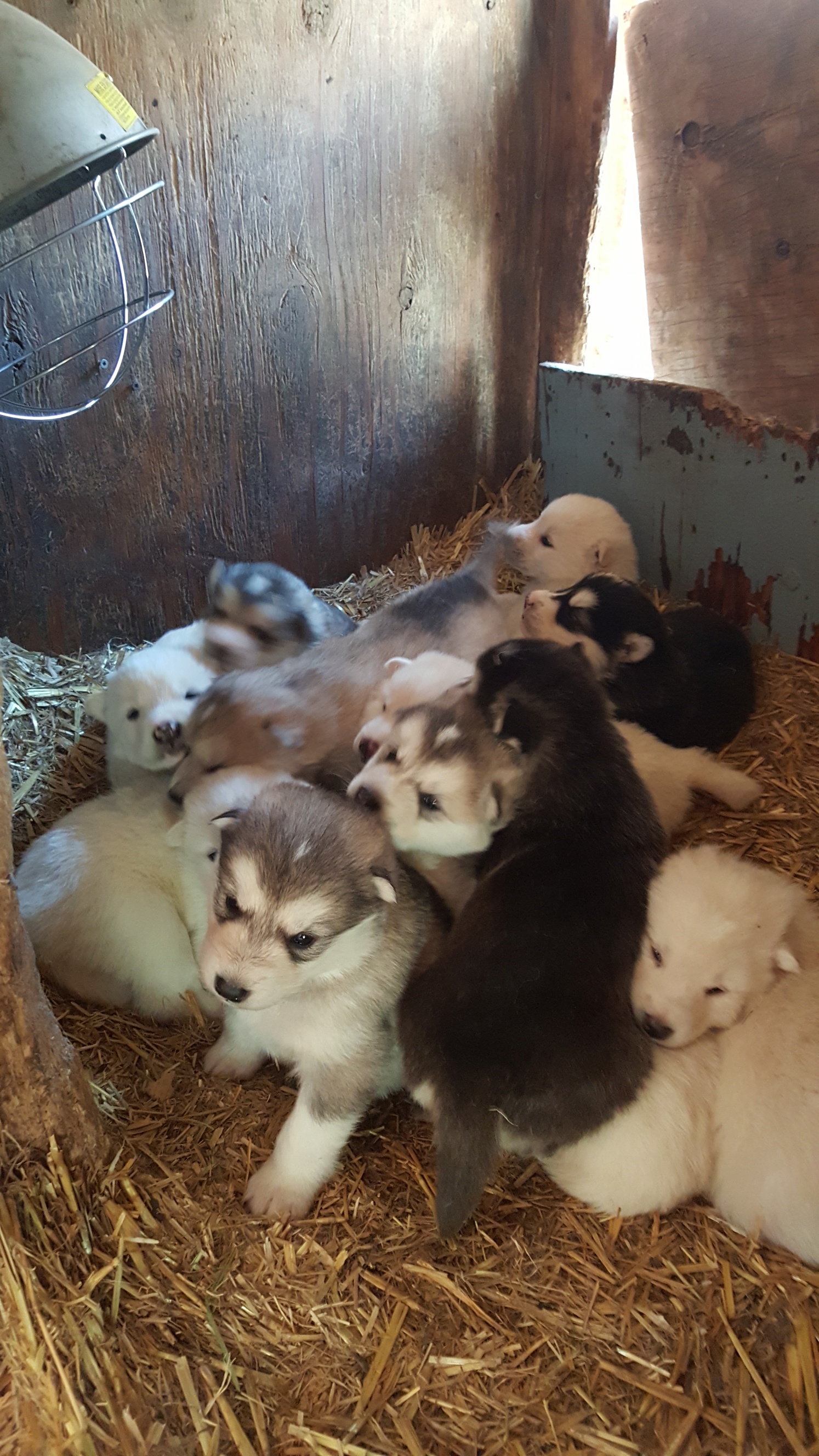 Newest Puppies March 2023