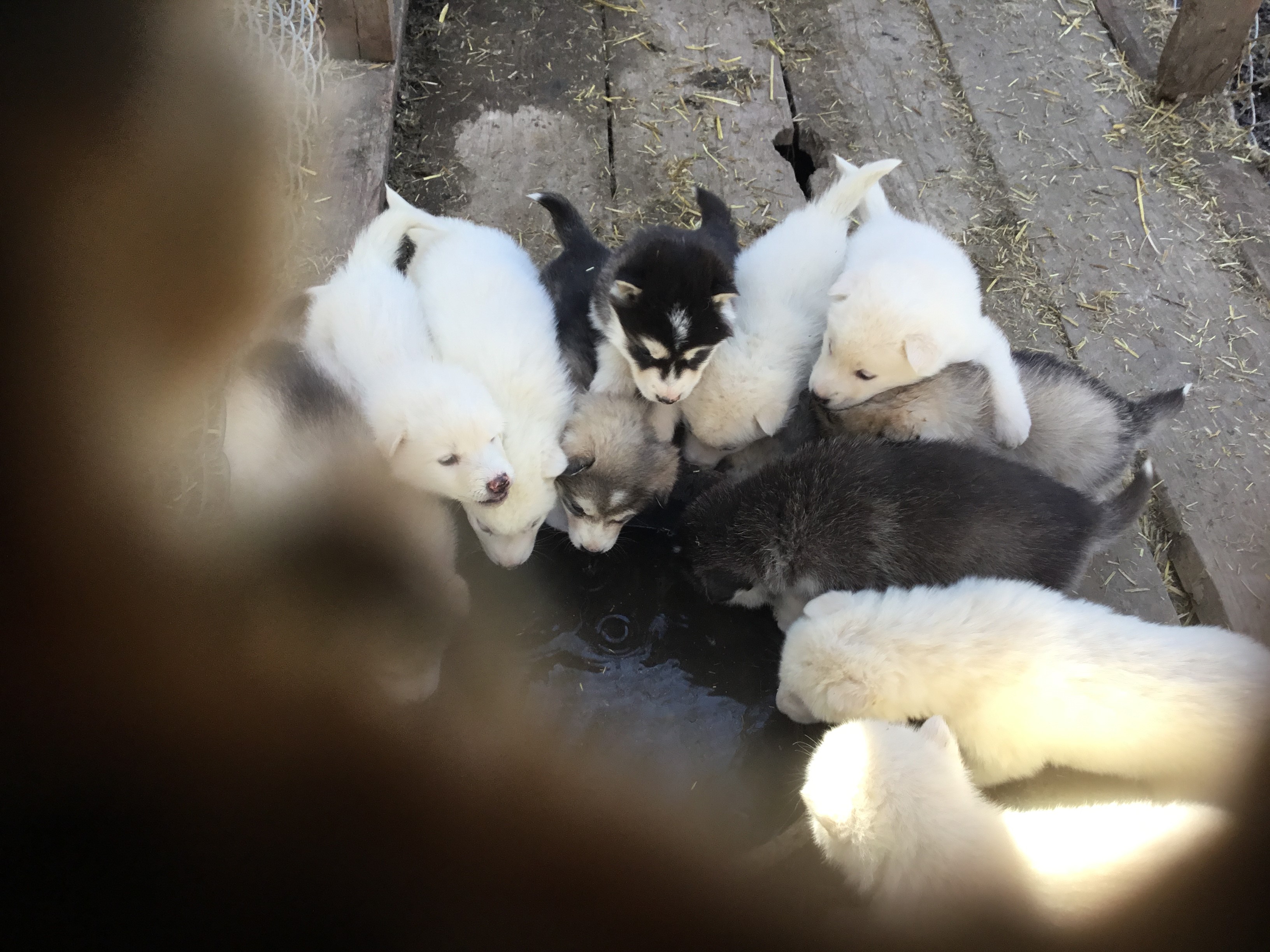 Malamute Puppies at 4 weeks