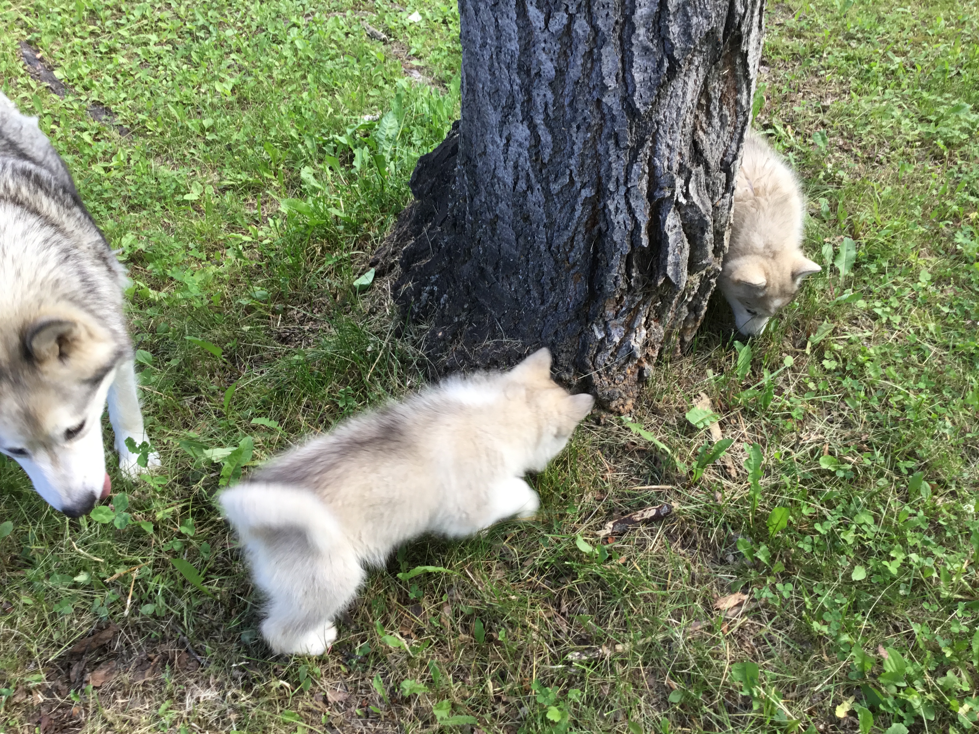 Puppies 2