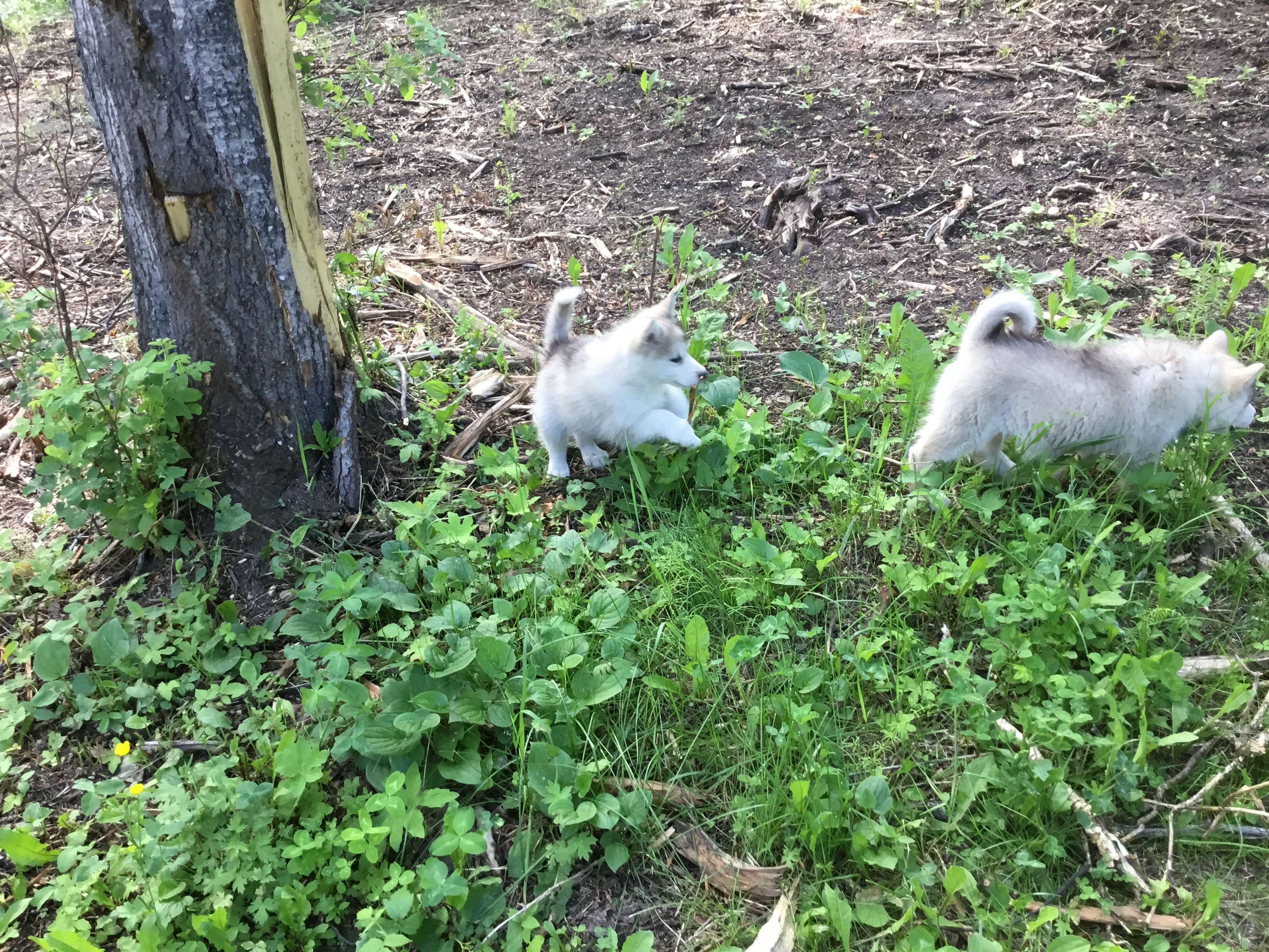 Puppy 3