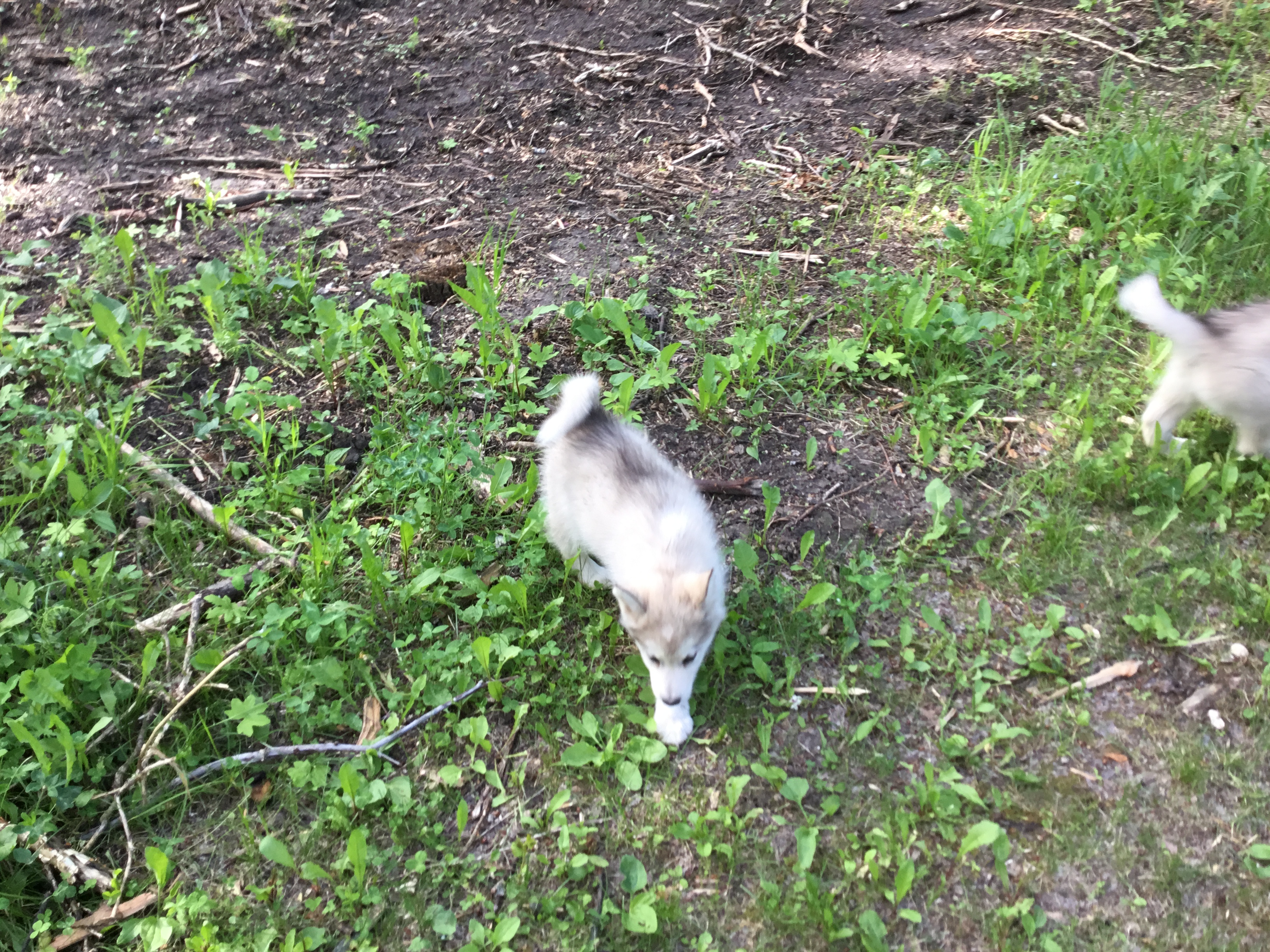 Puppy 4