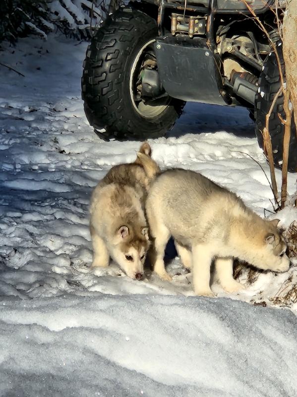 Two puppies in the snow