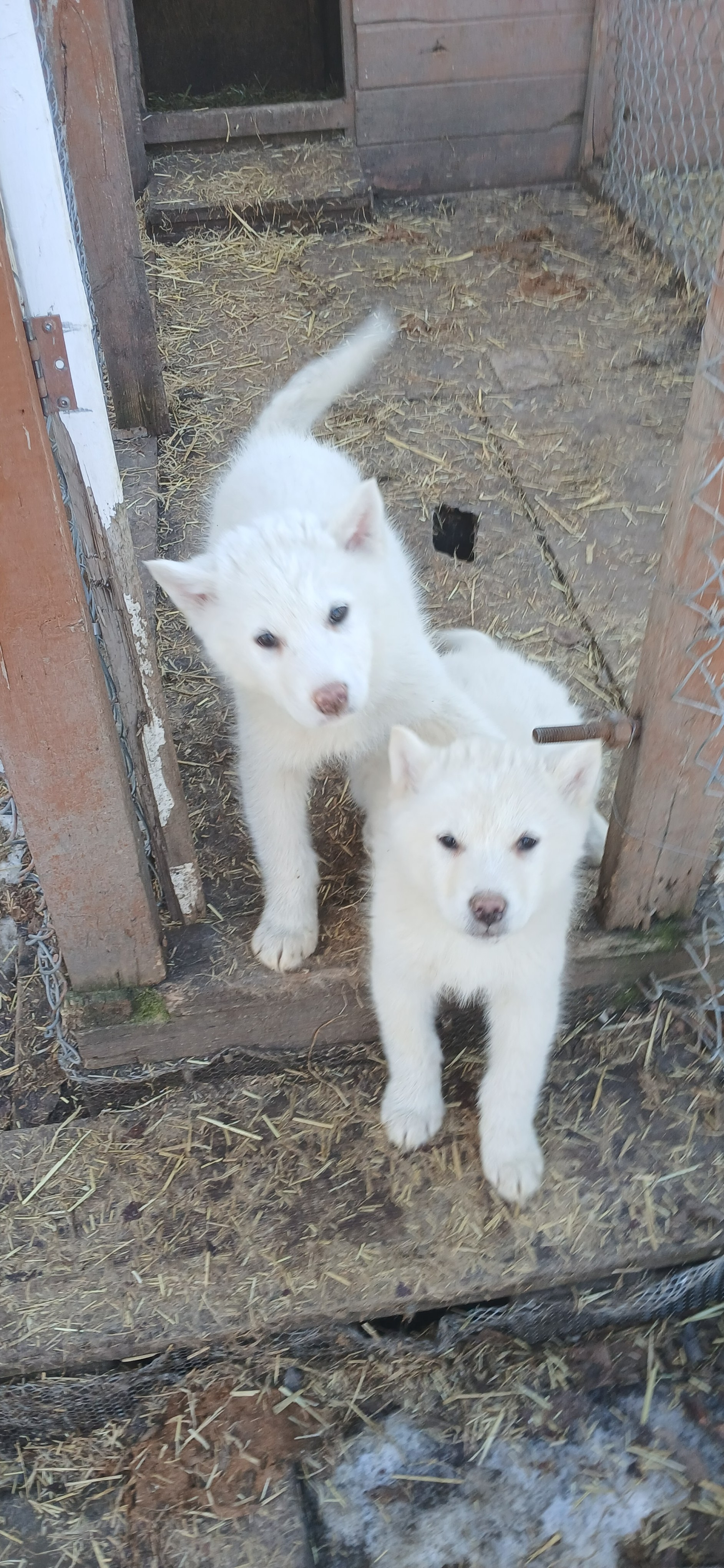 Last two white pups