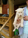 Same white Malamute pup looking for a home
